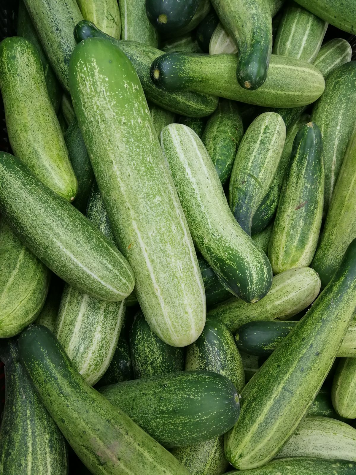 Ogórek szklarniowy gładki, karton 5 kg
